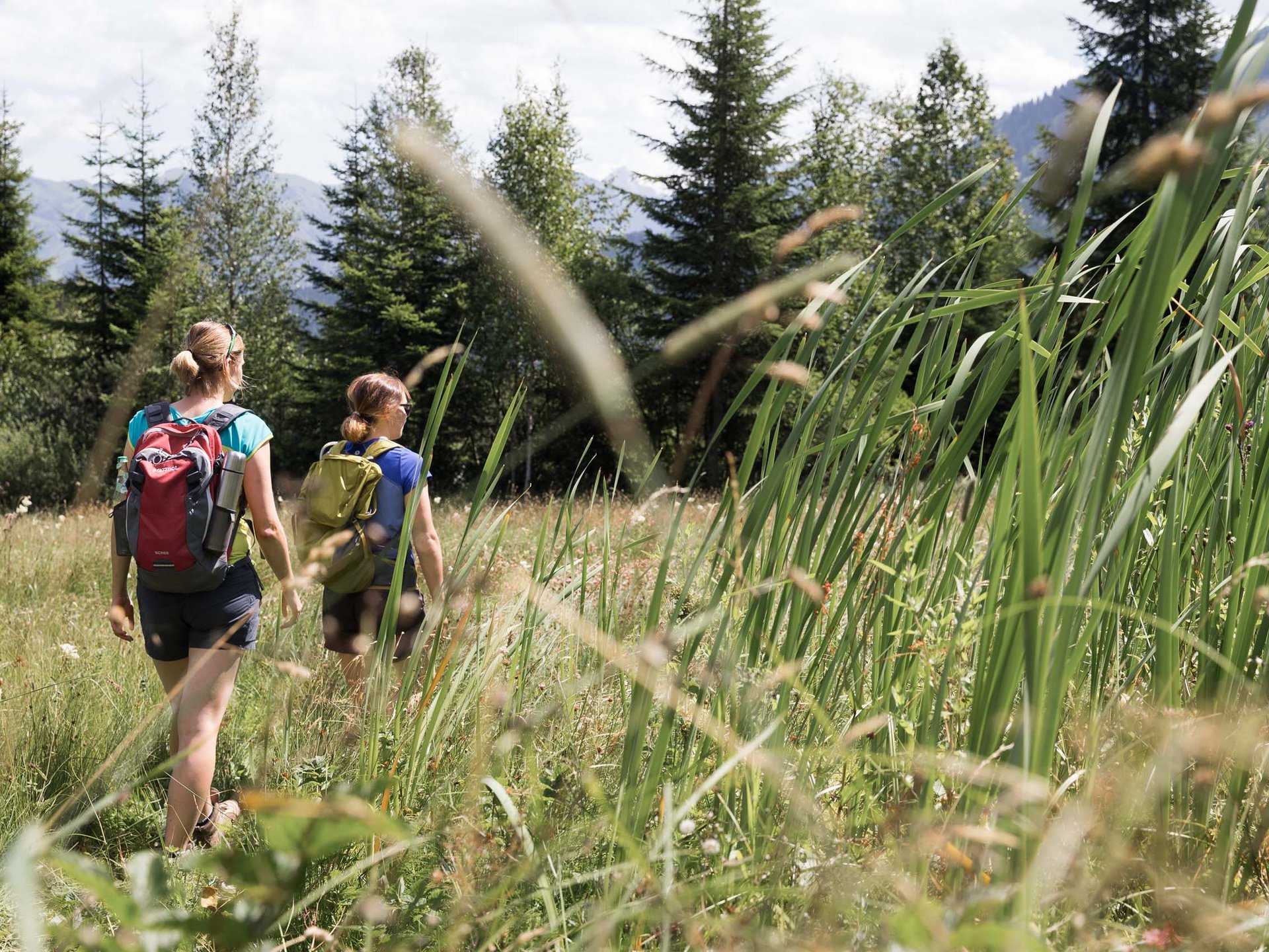 Alpenblumen von ihrer schönsten Seite Alpenblumen von ihrer schönsten Seite