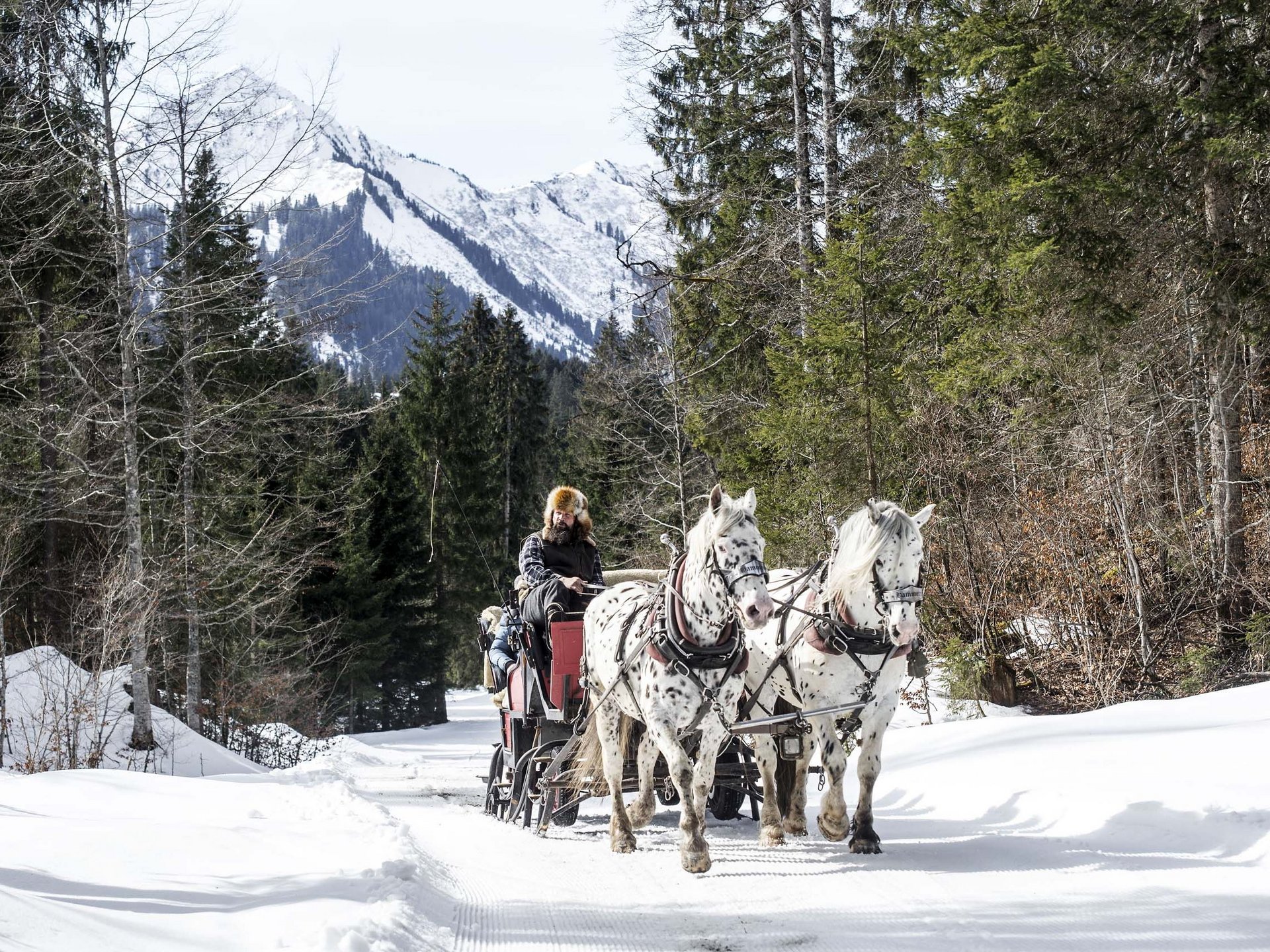 Pferdeschlittenfahrt im verschneiten Kleinwalsertal Pferdeschlittenfahrt im verschneiten Kleinwalsertal