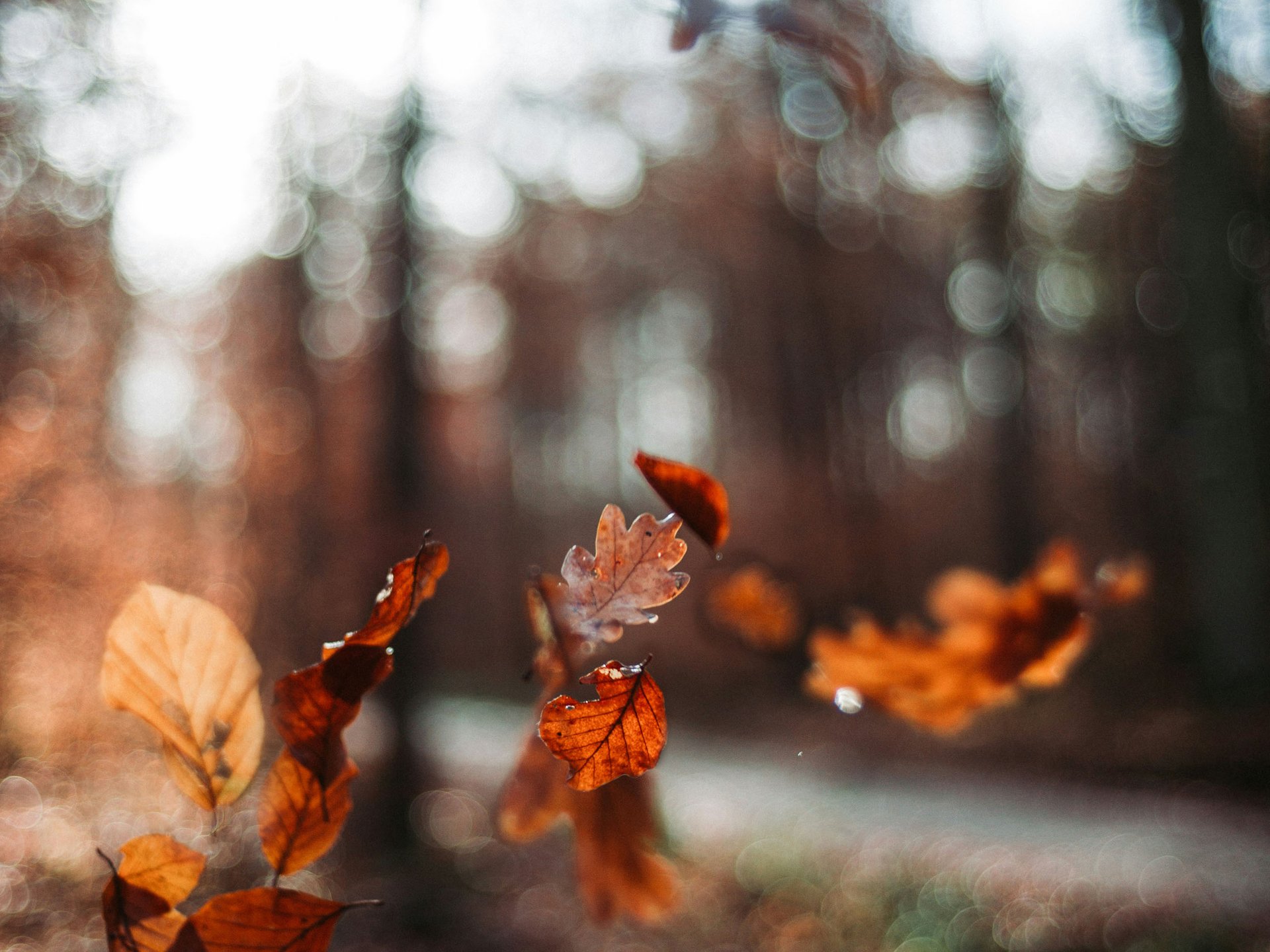 Den goldenen Herbst im Allgäu erleben Den goldenen Herbst im Allgäu erleben